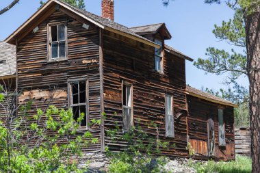 Güney Dakota Black Hills bölgesinde bir çam ormanı kenarında yeşil bir çayırda bulunan bir terk edilmiş eski Batı homestead görme.