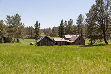 Güney Dakota Black Hills bölgesinde bir çam ormanı kenarında yeşil bir çayırda bulunan bir terk edilmiş eski Batı homestead görme.