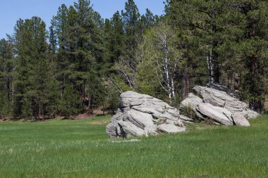 Bir canlı yeşil çayır aspen ve çam ağaçları Güney Dakota Black Hills yanında iki dairesel kaya oluşumları.