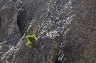 Küçük bir çatlak bir kuvars Boulder bahar güneşli Güney Dakota'Custer State Park dışında büyüyen hardy çam ağacı ama.