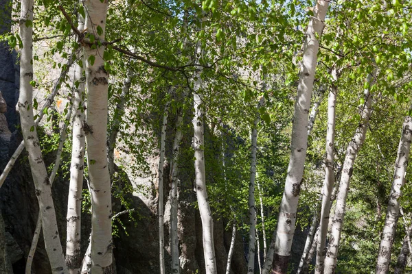 Grove Aspen Trees White Bark Green Leaves Sunlight Next Rock — Stock Photo, Image