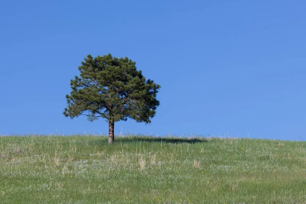 Lone Pine Tree Growing Top Small Hill Spring Grass Yellow — Stock Photo, Image