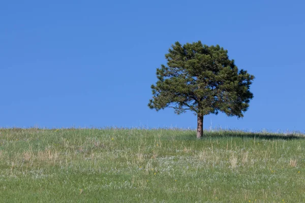 Lone Pine Träd Växer Toppen Kulle Med Våren Gräs Och — Stockfoto