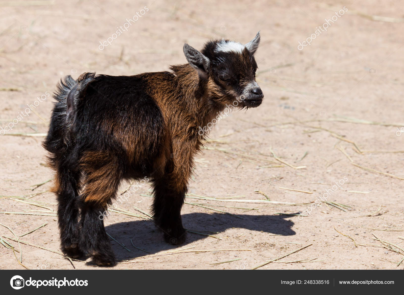 Cute Little Baby Goat Stock Photo Image By C Tamifreed