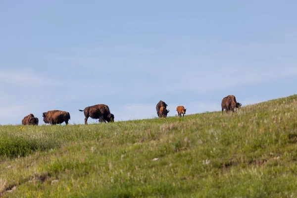 Επτά Bison στην πλαγιά ενός λόφου — Φωτογραφία Αρχείου