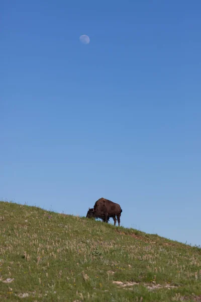 Bison enrugando com lua — Fotografia de Stock