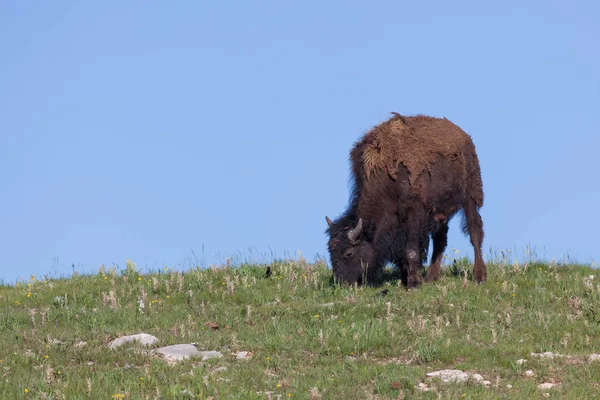Bison som betar på en kulle — Stockfoto