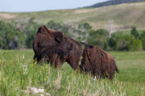 Bir tepe üzerinde iki genç Bison — Stok fotoğraf