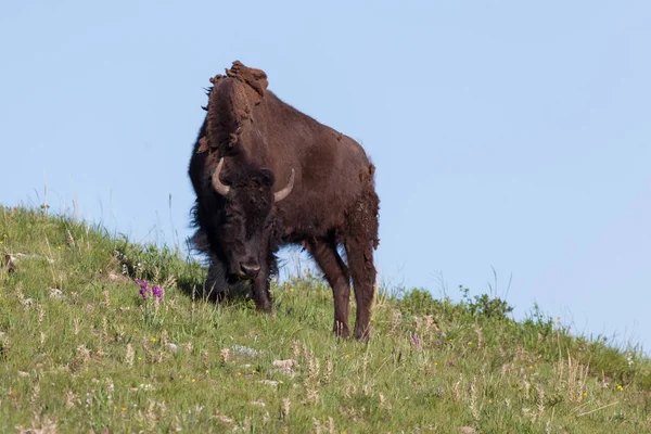 Unga Bison på en kulle — Stockfoto