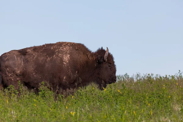 Muddy Bison Profile — Stock Photo, Image