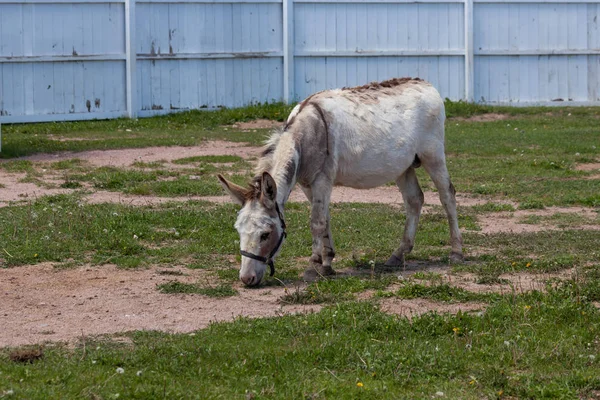 Asino al pascolo sull'erba primaverile — Foto Stock