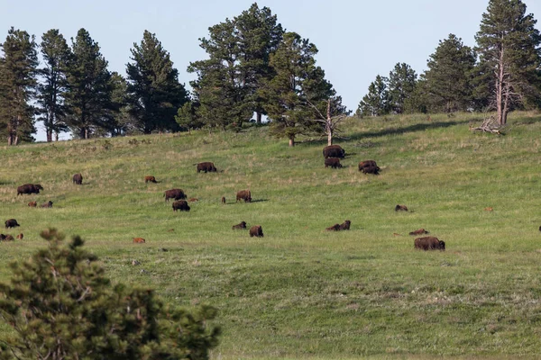 Gran grupo de bisontes en la pradera — Foto de Stock