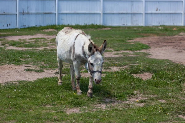 Donkey Walking on Green Grass