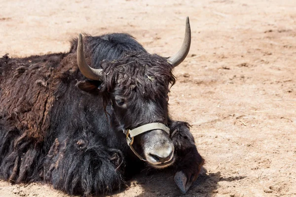 Tibetanska Yak vilar i solskenet — Stockfoto