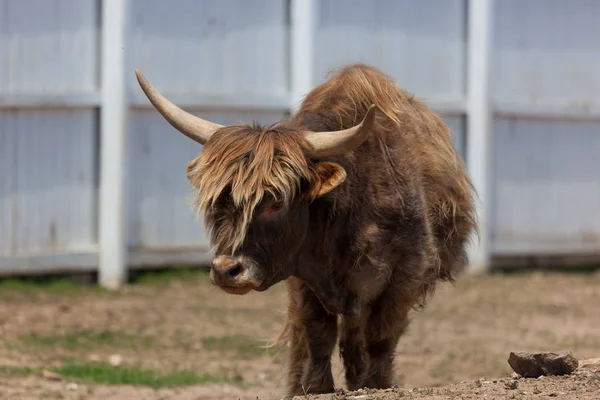 Vache poilue avec cornes — Photo