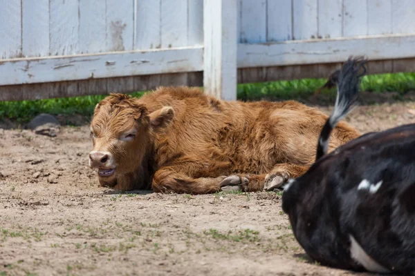 Baby Cow Laying in the Sunshine — Stock Photo, Image
