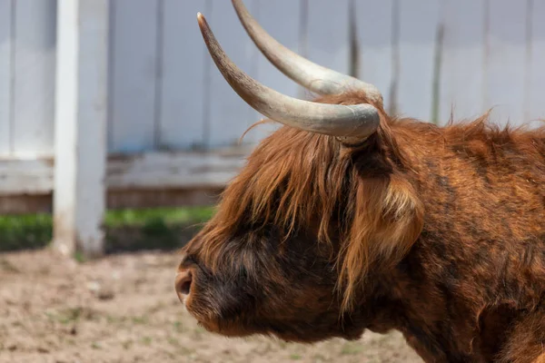 Highland Cattle profil — Stockfoto