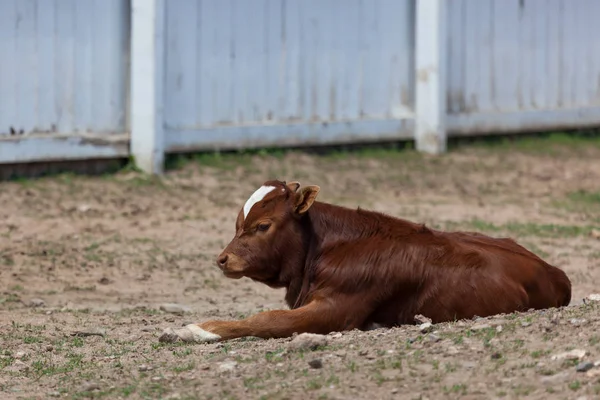 Baby Cow i solskenet — Stockfoto