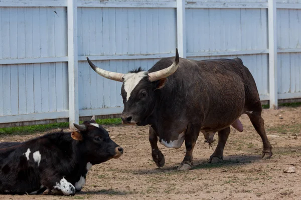 Texas Longhorn tjur och ko — Stockfoto