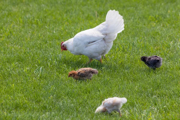 Mutter Huhn mit Babys — Stockfoto