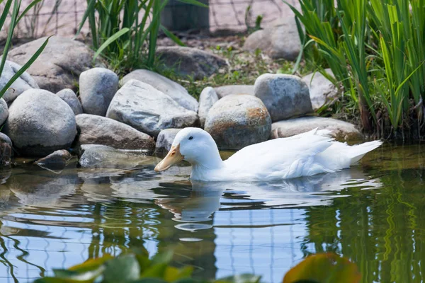 Duck Swimming in a Pond — Stock Photo, Image