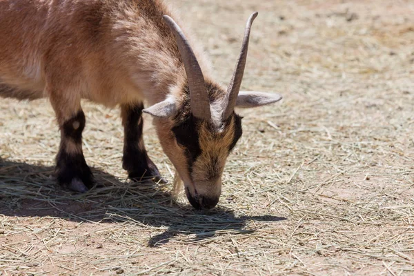 Cabra pequeña en el zoológico de mascotas — Foto de Stock