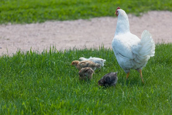 Mor kyckling med spädbarn — Stockfoto