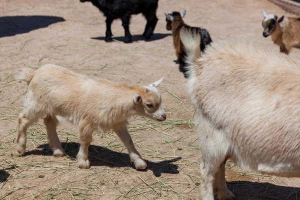 Cabra bebé en el zoológico de mascotas — Foto de Stock