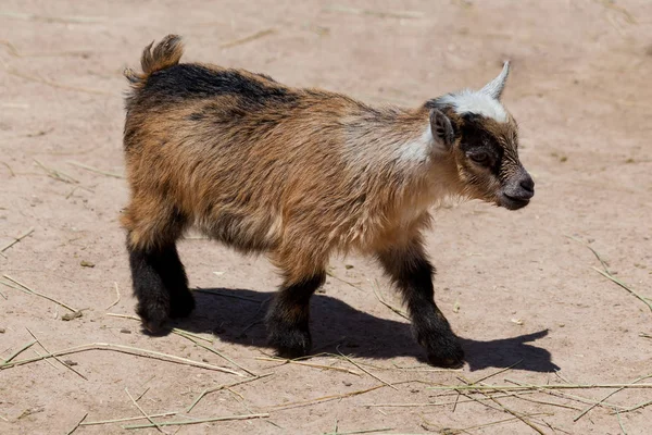 Cabra bebé — Foto de Stock