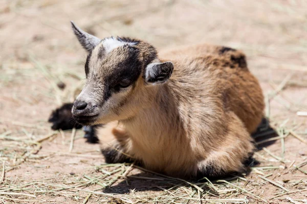 Bebé cabra acostado en el sol —  Fotos de Stock