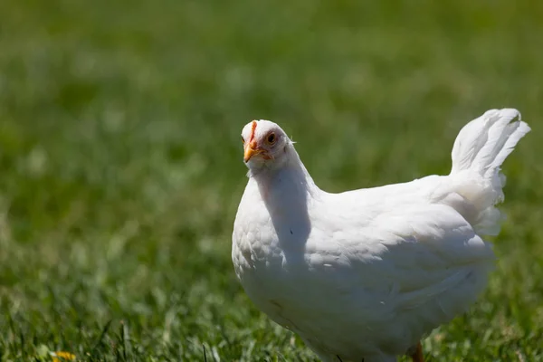 Vit kyckling i solskenet — Stockfoto