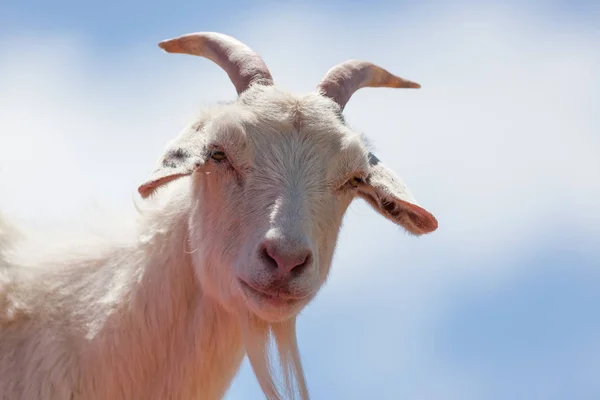 Cara de cabra de primer plano —  Fotos de Stock