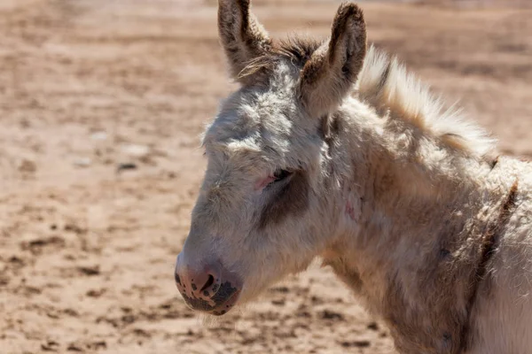 Oude Donkey profiel — Stockfoto