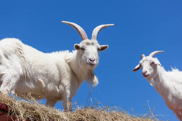 Cabras blancas con cielo azul —  Fotos de Stock