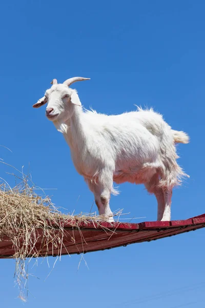 Daredevil Goat — Stockfoto
