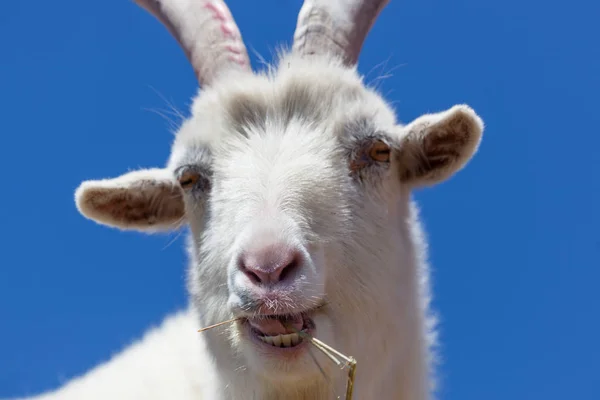 Geten tuggar hö — Stockfoto