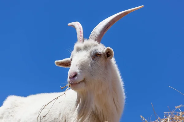 Ziegen fressen Heu — Stockfoto