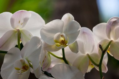Beyaz Orkide çiçek