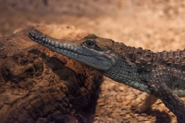 Petit alligator américain — Photo