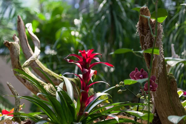 Plantas tropicales — Foto de Stock