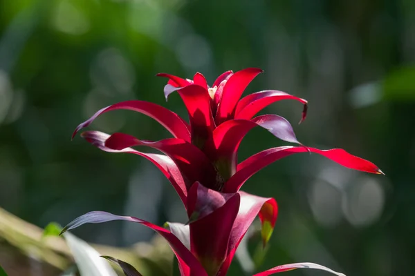 Tropische bromelia Plant — Stockfoto