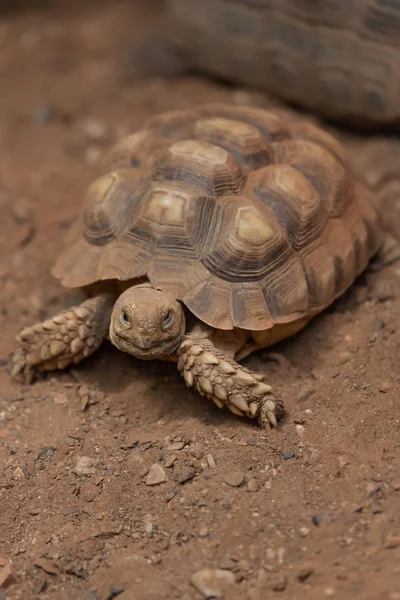 Африканський spurred черепаха — стокове фото