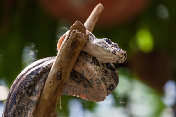 Python Snake op een tak — Stockfoto