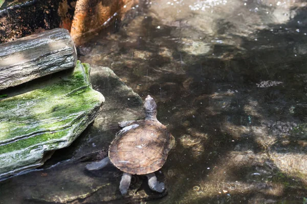 Малих черепаха плавання — стокове фото