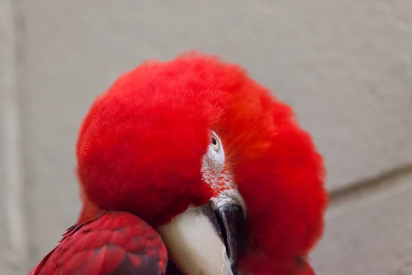 Timido Scarlet Macaw — Foto Stock