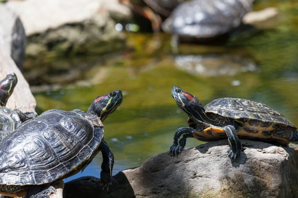 Червоні вухатий слайдер черепахи — стокове фото