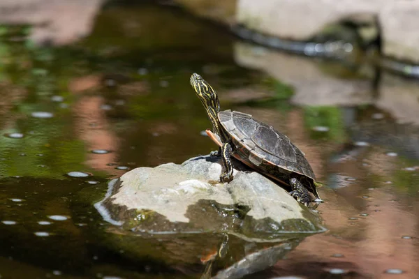 Маленькая расписная черепаха на скале — стоковое фото