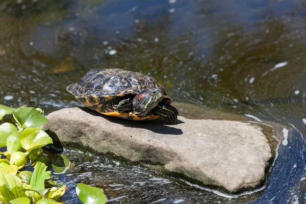 Red Eared Slider tartaruga — Fotografia de Stock