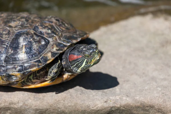 Red Eared Slider tartaruga — Fotografia de Stock