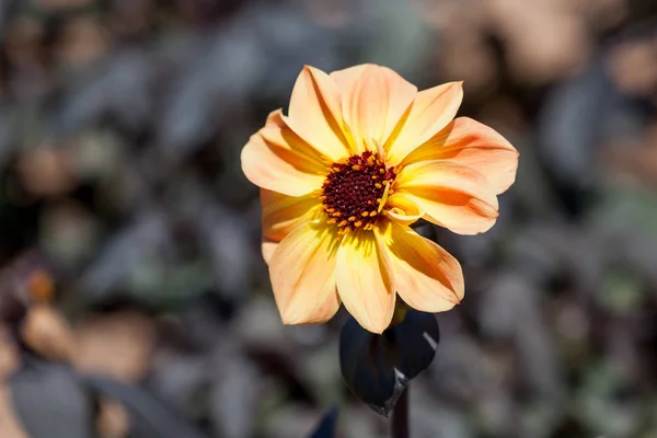 Persika Dahlia blomma — Stockfoto